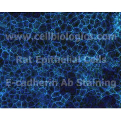 Rat Primary Esophageal Epithelial Cells
